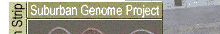 Medianstrip Suburban Genome Project